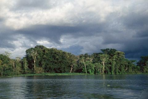 Panel de científicos busca evitar colapso de Amazonía