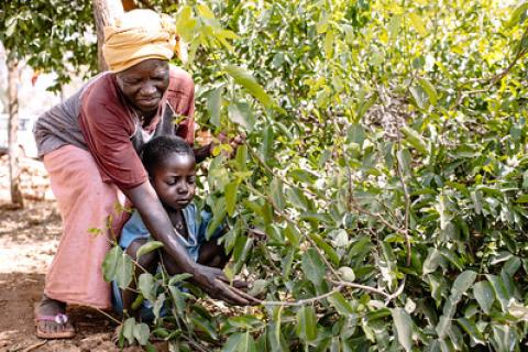 Woman helping her grandson to collect berries from a bush