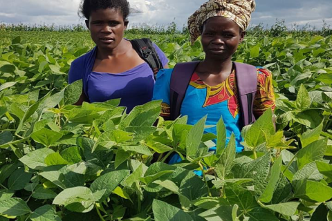 Farmers in Soybean field in Mozambique