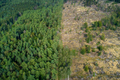 Uncontrolled deforestation