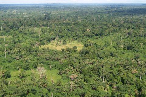 1200px-Liberia_tropical_forest.jpg