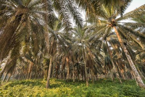 Palm tree plantation near Yangambi, DRC, 2018. Photo by Axel Fassio/CIFOR CC BY-NC-ND