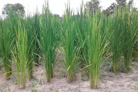 campagne-agricole-office-niger-champ-bassin-barrage-eau-fleuve-niger-mais-mil-riz.jpg
