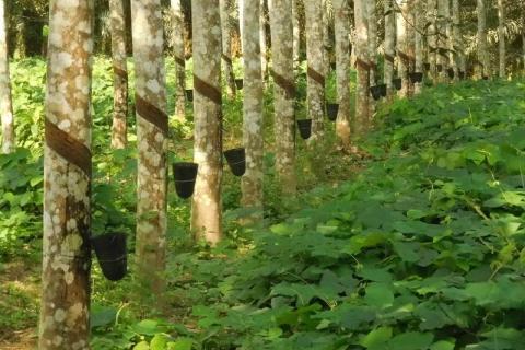 caoutchouc-deforestation-et-petits-planteurs-la-selection-genomique-de-l-hevea-a-la-rescousse_lightbox.jpg