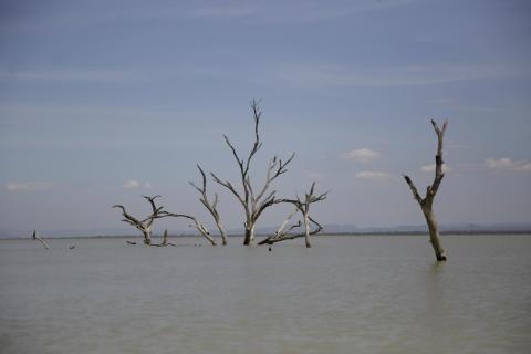 Deadwood trees are partially submerged at Lake Baringo in Kampi ya Samaki, Kenya, Wednesday, July 20, 2022. Water is rising in part due to climate change, and hippos and other animals are coming into contact with humans more frequently. (AP Photo/Brian In
