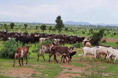 Un troupeau de bœufs d’éleveurs transhumants traversant les plaines du fleuve Bénoué dans la ville de Garoua. Photo : Arnauld Chyngwa/CIFOR-ICRAF