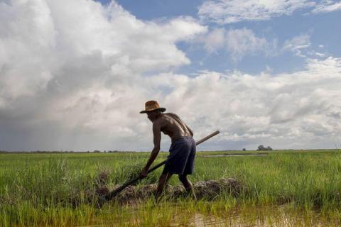  En Casamance (Sénégal).la riziculture traditionnelle de bas-fond est menacée par la montée des océ