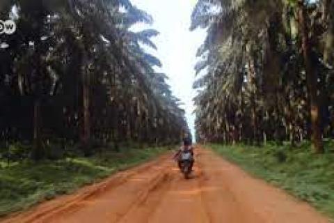 Cameroon_accaparrement de terres - by DW