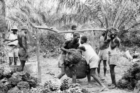 Workers on the HCB oil palm plantations © H. Nicolaï, 1955. Courtesy: The Oakland Institute. 
