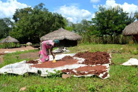 Noel's Wife is processing produced goods from the land they rented.