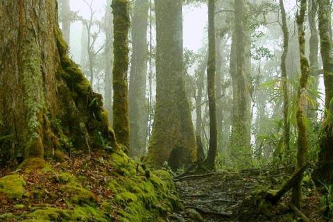 Forêt de montagne au Chirripo, Costa Rica © B. Locatelli, Cirad.