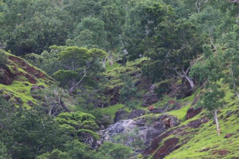  Forêt dégradée dans le Nord du Timor oriental. © Cirad, A. Rival