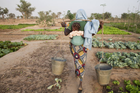 Woman watering her crops in Niger. Photo: FAO