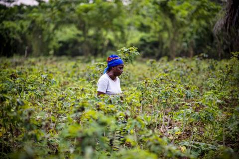 Angélique Ipanga, enseignante et agricultrice dans un champ de manioc, Lukolela, République démocrat