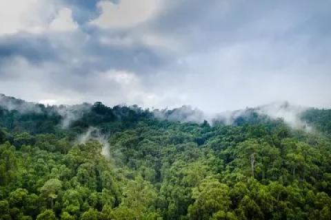 Vue des forêts près du village de Honitetu. Régence de Seram Ouest, Maluku, Indonésie. Photo par Aris Sanjaya/CIFOR-ICRAF.