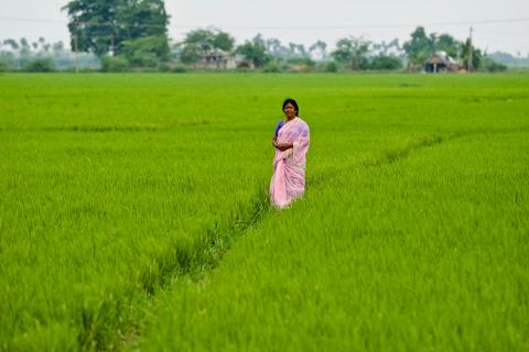 India_woman_ricefield