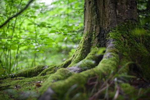 Protecting the Roots of a Sacred Tree