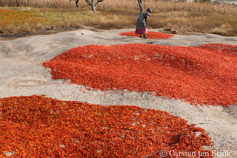 Chili pepper harvest, photo by Carsten ten Brink, CC BY-NC-ND 2.0 license