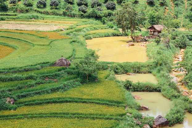 Figure 4: Terraced Crops & River, Dien Bien Province Vietnam (by Adam Cohn)