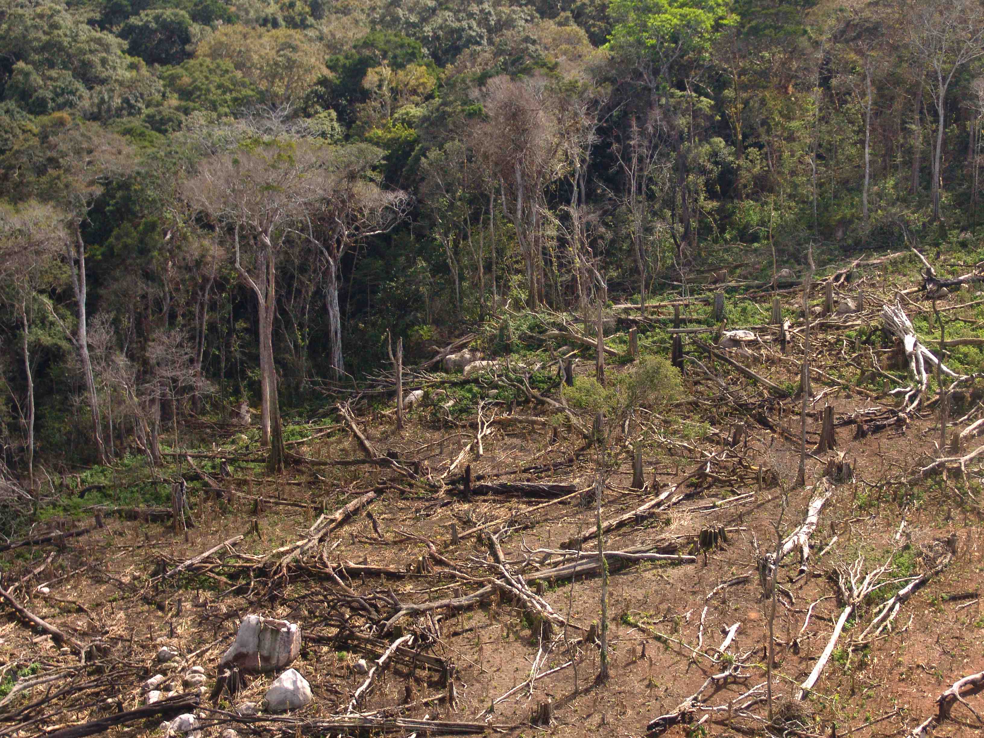 Illegal logging robs Mozambique of tax revenue. Photo by Wikipedia CC-BY-SA 2.0