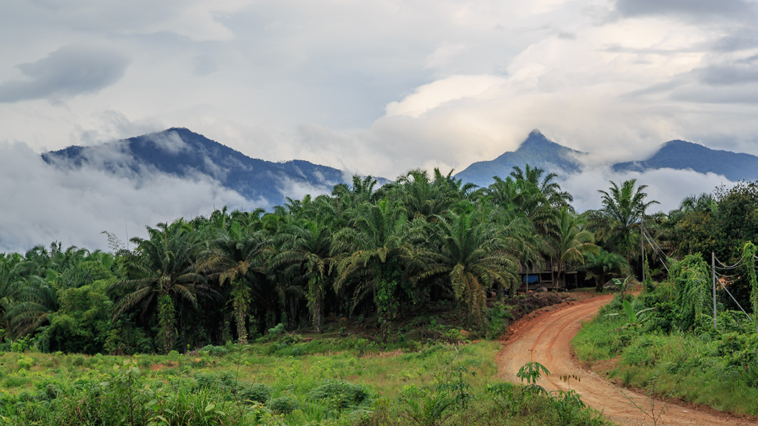 CEphoto, Uwe Aranas, Telupid Sabah Oilpalm-Plantation-along-Buis-Kiabau-Road-01