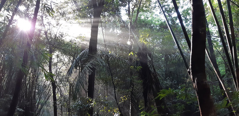 Figure 6: Mixed bamboo and semi-evergreen forest in Keo Seima Wildlife Sanctuary, Cambodia (by Pygathrix nigripes)