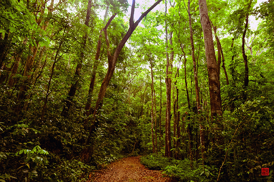 Mahagony forest. Photo by Daniel Go, 2016. CC BY-NC 2.0 license