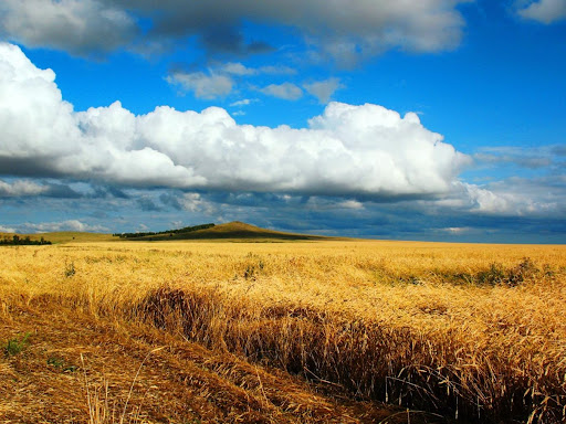 Grain fields near Kokshetau, photo by Breshuk, public domain