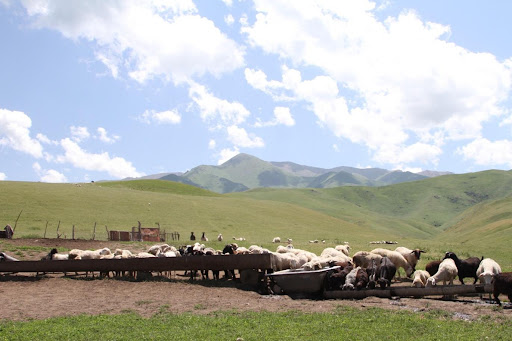 Pasture and cattle in the mountains near Almaty, Kazakhstan, photo by Global Environment Facility, Creative Commons Attribution-Non-Commercial-Share Alike 2.0 Generic (CC BY-NC-SA 2.0)